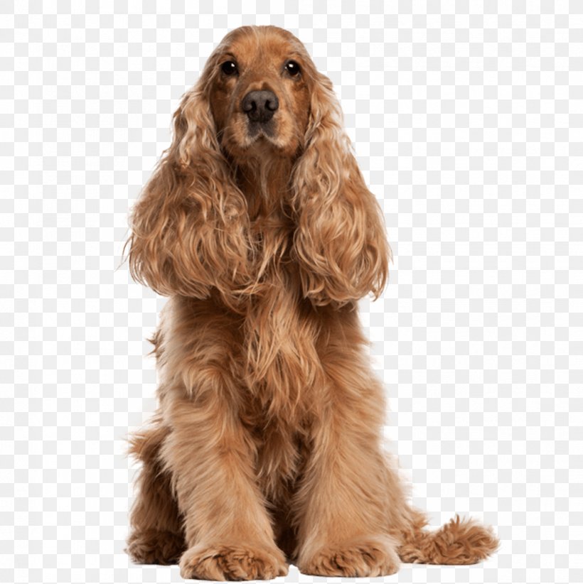 what is the breed of german spaniel