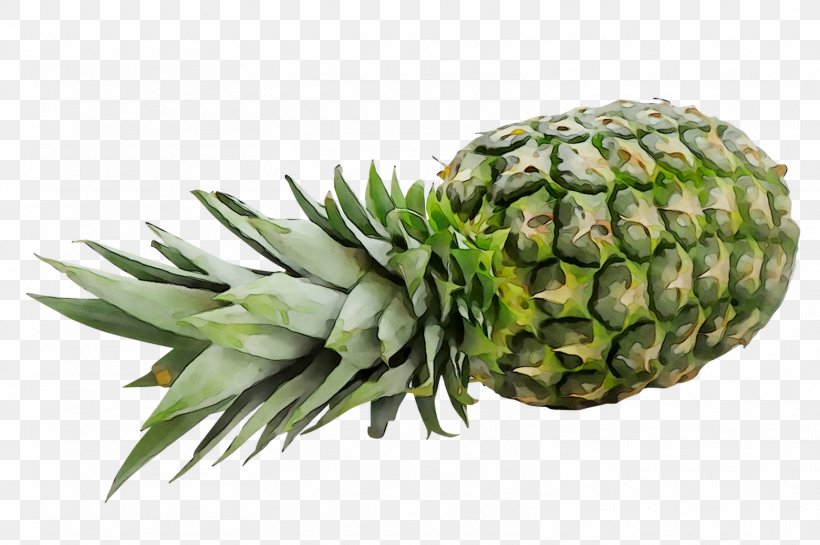 Pineapple, PNG, 1561x1039px, Pineapple, Ananas, Bromeliaceae, Flowering Plant, Fruit Download Free