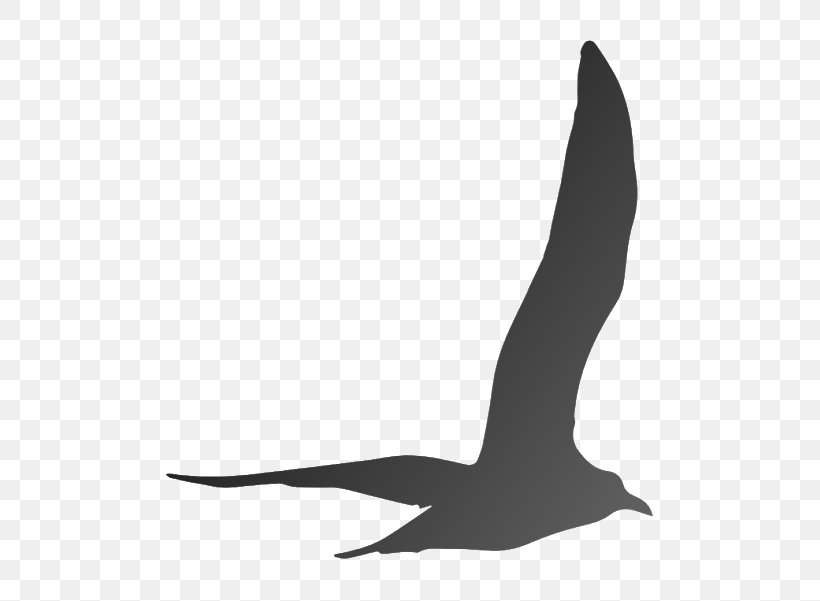 Beak Goose Cygnini Duck Anatidae, PNG, 600x601px, Beak, Anatidae, Bird, Black And White, Cygnini Download Free
