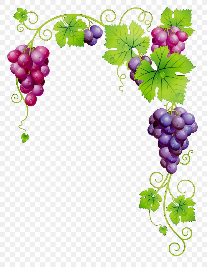 Common Grape Vine Dessert Wine White Wine, PNG, 2822x3647px, Common Grape Vine, Berry, Dessert Wine, Flower, Fruit Download Free