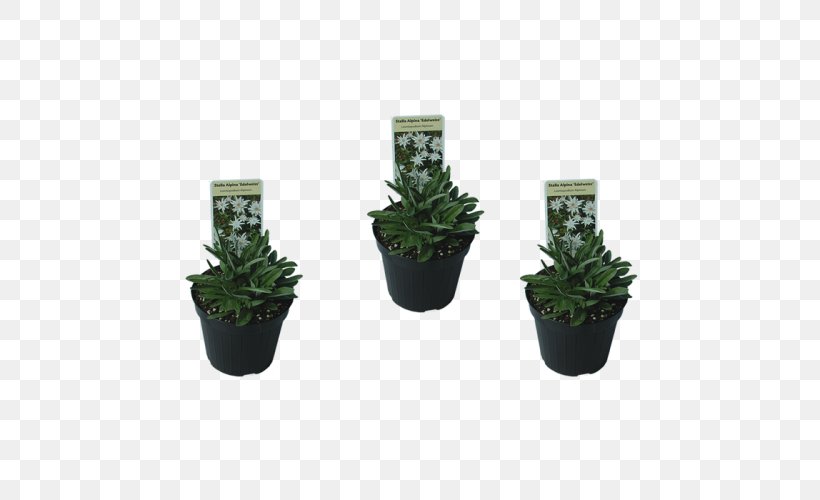 Flowerpot Herb Houseplant, PNG, 500x500px, Flowerpot, Herb, Houseplant, Plant Download Free