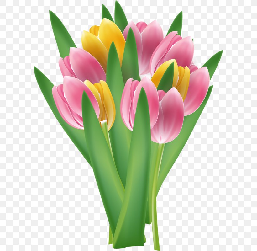 Tulip Flower, PNG, 604x800px, Tulip, Cut Flowers, Floral Design, Floristry, Flower Download Free