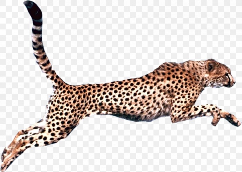Cheetah Leopard Felidae Clip Art, PNG, 842x600px, Cheetah, Animal Figure, Big Cats, Carnivoran, Cat Like Mammal Download Free