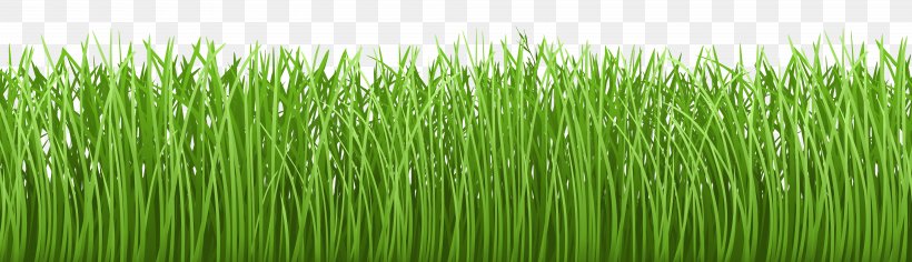 Lawn Groundcover Clip Art, PNG, 8000x2306px, Groundcover, Blog, Chrysopogon Zizanioides, Commodity, Field Download Free