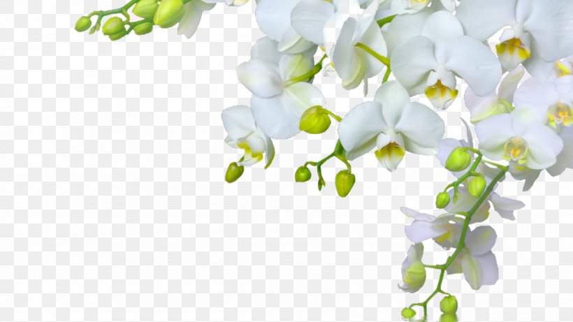 Orchids Flower Desktop Wallpaper Bud, PNG, 1280x720px, Orchids, Blossom, Blue, Branch, Bud Download Free