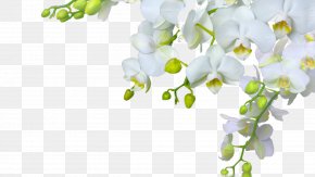 Orchid - Orchids Flower Desktop Wallpaper Bud PNG