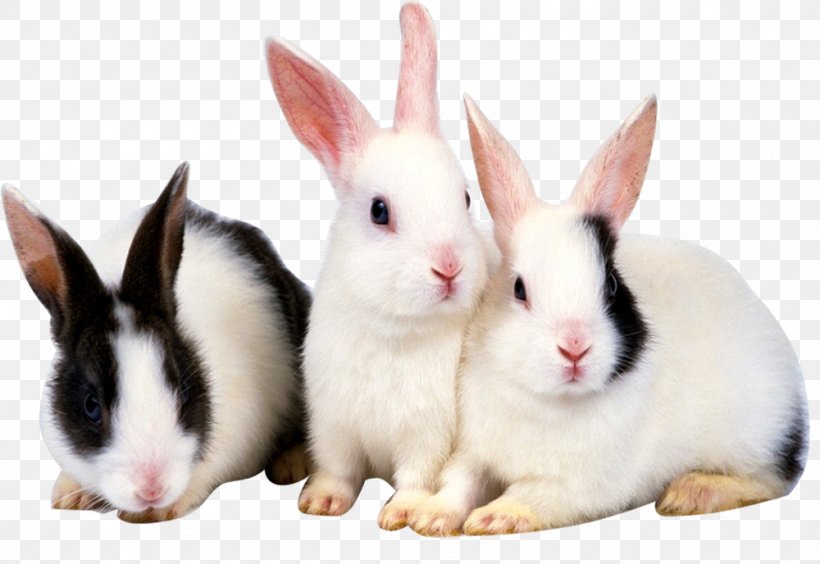 Rabbit High-definition Television High-definition Video 1080p Wallpaper, PNG, 1000x688px, Rabbit, Cuteness, Display Resolution, Domestic Rabbit, Highdefinition Television Download Free