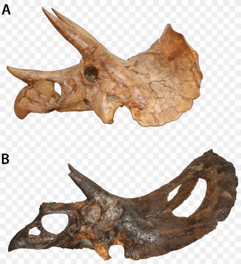 Triceratops Torosaurus Stegosaurus Ceratopsia, PNG, 928x1016px, Triceratops, Animal, Bone, Ceratops, Ceratopsia Download Free