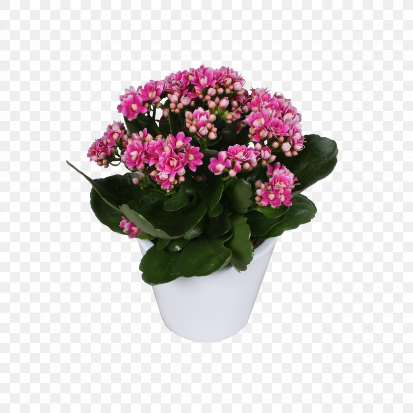 Annual Plant Cut Flowers Shrub Flowerpot, PNG, 2589x2589px, Plant, Annual Plant, Color, Cut Flowers, Evergreen Download Free