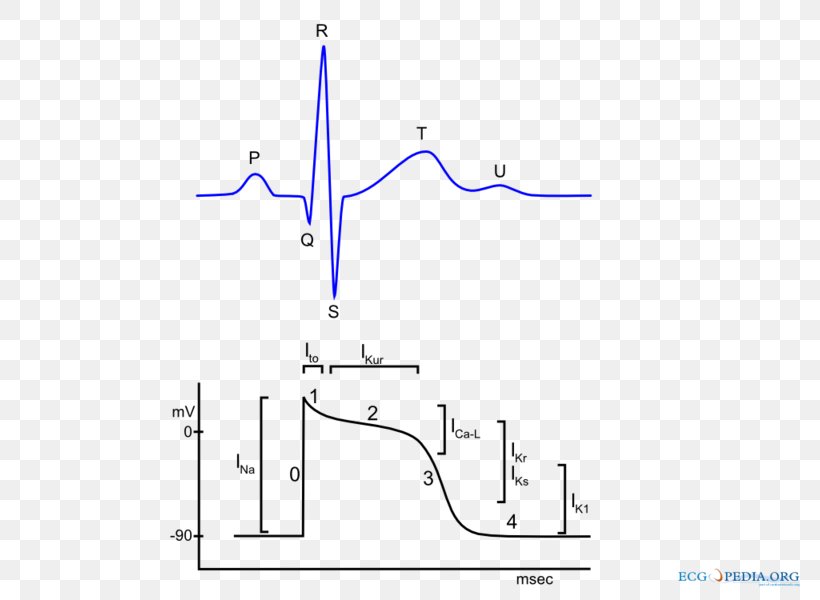 Cardiac Action Potential Electrocardiography Heart Cardiac Muscle, PNG, 800x600px, Action Potential, Area, Bioelectromagnetics, Cardiac Action Potential, Cardiac Muscle Download Free