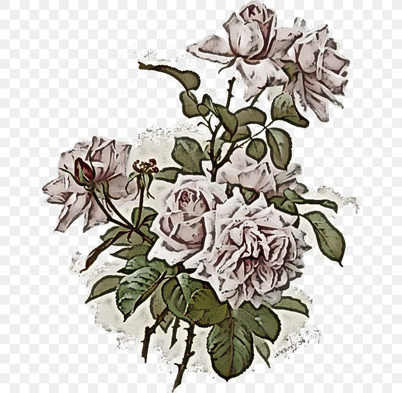 Garden Roses, PNG, 649x800px, Cabbage Rose, Cut Flowers, Decal, Floral Design, Garden Download Free