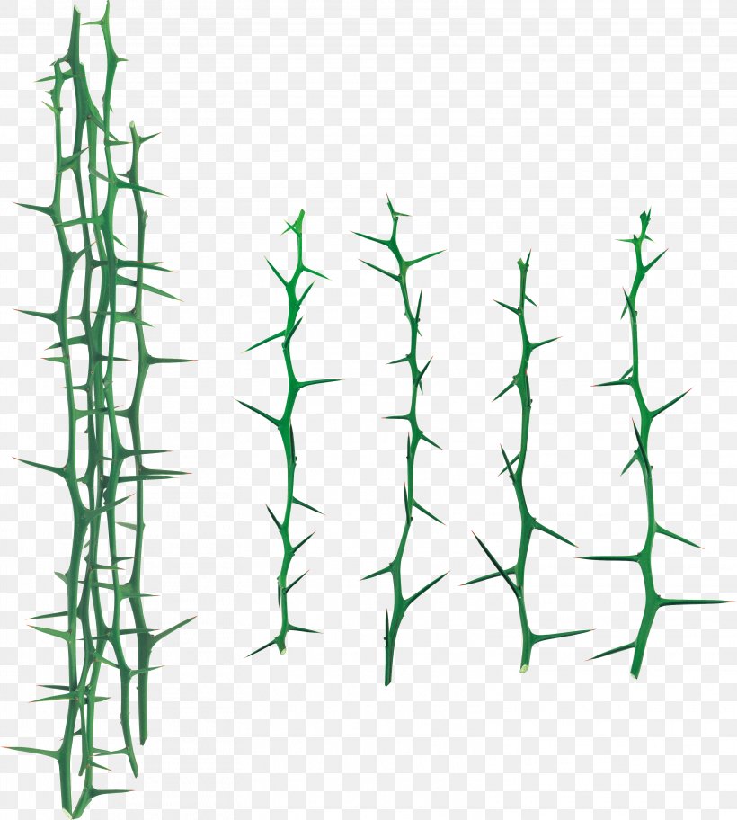 Leaf Branch Thorns, Spines, And Prickles Clip Art, PNG, 3132x3484px, Leaf, Branch, Drawing, Flora, Grass Download Free