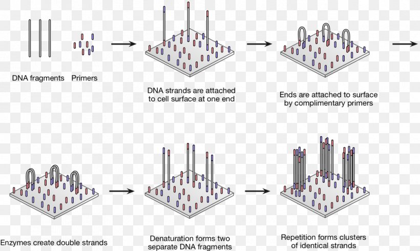 Polymerase Chain Reaction DNA Sequencing Genetic Testing, PNG, 1009x604px, Polymerase Chain Reaction, Auto Part, Diagram, Dna, Dna Polymerase Download Free