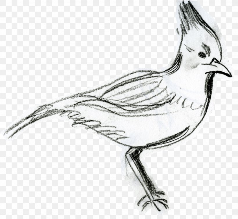 Bird Steller's Jay Drawing, PNG, 1634x1506px, Bird, Artwork, Beak, Black And White, Coloring Book Download Free