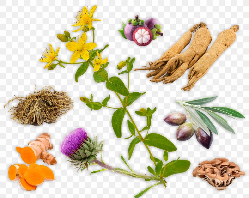 Dietary Supplement Herbal Products: Toxicology And Clinical Pharmacology Herbalism Alternative Health Services, PNG, 1600x1278px, Dietary Supplement, Alternative Health Services, Alternative Medicine, Berry, Chyawanprash Download Free