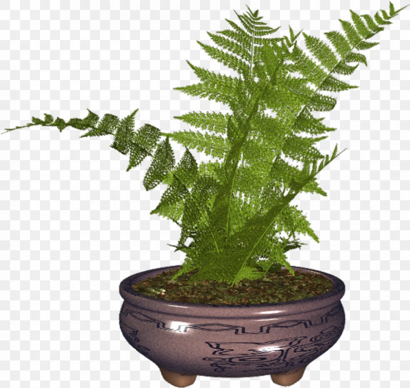 Fern Plant Clip Art, PNG, 841x795px, Fern, Ferns And Horsetails, Flowerpot, Houseplant, Material Download Free