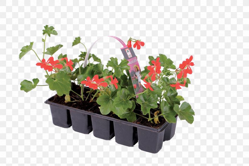 Ivy Geranium Houseplant Flowerpot Annual Plant, PNG, 1422x952px, Ivy Geranium, Annual Plant, Flower, Flowering Plant, Flowerpot Download Free
