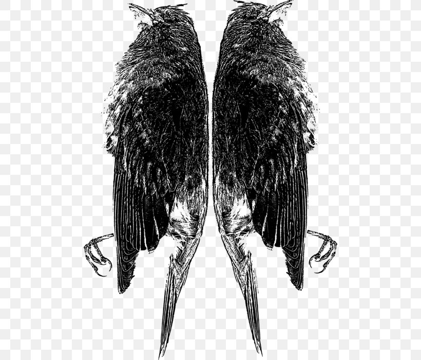 Eagle Beak Feather White, PNG, 494x700px, Eagle, Beak, Bird, Bird Of Prey, Black And White Download Free