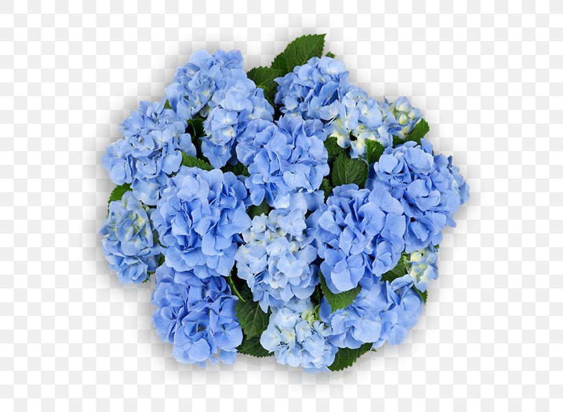 Hydrangea Cut Flowers Blue Pink, PNG, 600x600px, Hydrangea, Annual Plant, Blue, Cornales, Cut Flowers Download Free