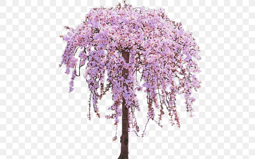 Cherry Tree Blossom Clip Art, PNG, 512x512px, Cherry, Blossom, Branch, Cherry Blossom, Fir Download Free