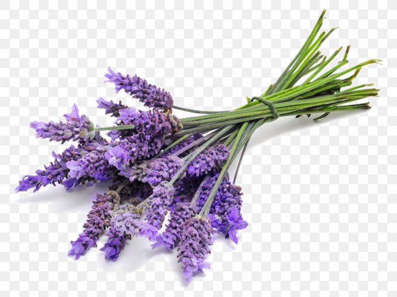 Perfume Lavender Oil Lotion Aroma Compound Fragrance Oil, PNG, 886x663px, Perfume, Aroma Compound, Aromatherapy, Beard Oil, Candle Download Free