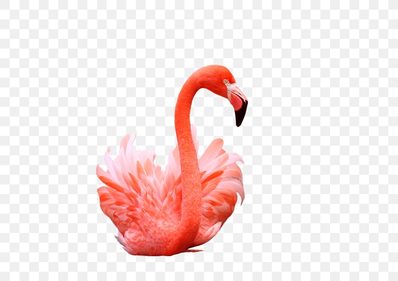 Flamingos Bird Shutterstock, PNG, 516x579px, Flamingos, Beak, Bird, Close Up, Flamingo Download Free