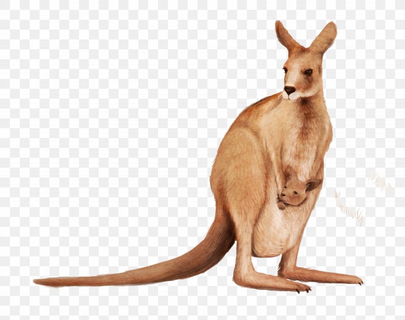 Matschie's Tree-kangaroo Wallaby Reserve Clip Art, PNG, 4014x3180px, Kangaroo, Animal Figure, Fauna, Image File Formats, Joey Kangaroo Download Free