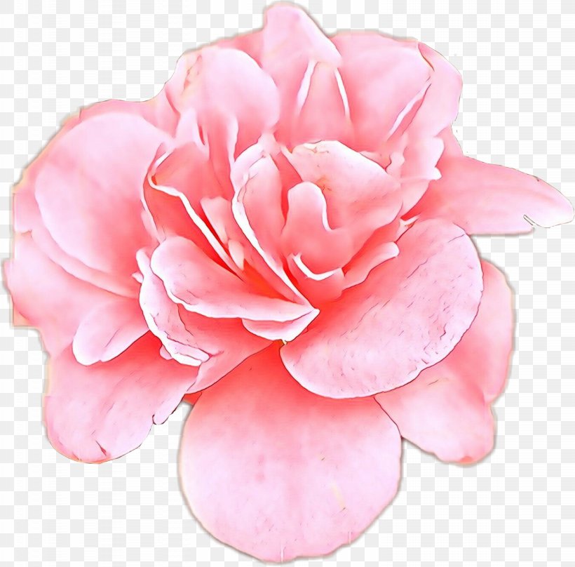 Rose, PNG, 1537x1515px, Cartoon, Camellia, Flower, Flowering Plant, Japanese Camellia Download Free
