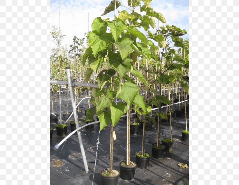 Southern Catalpa Japanese Maple Branch Broad-leaved Tree, PNG, 560x636px, Japanese Maple, Autumn Leaf Color, Branch, Broadleaved Tree, Catalpa Ovata Download Free