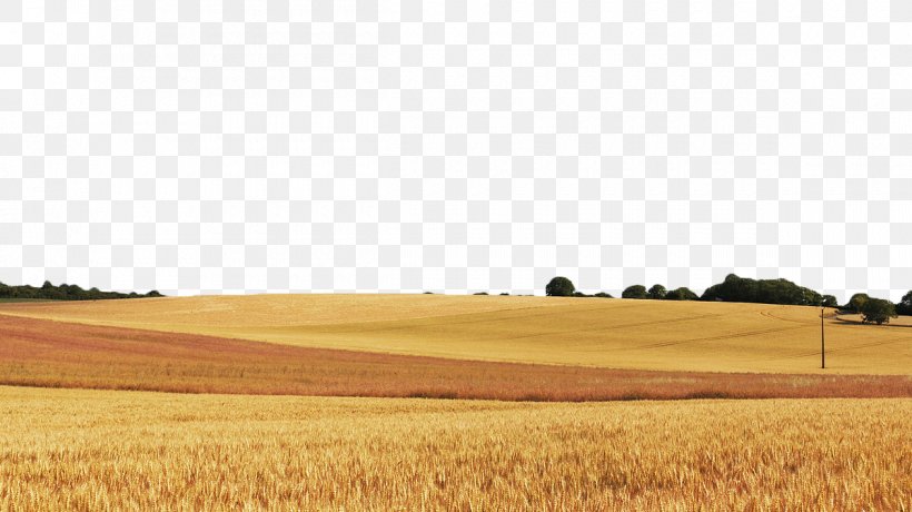 Wheat Field Cereal Food Grain, PNG, 1200x674px, Wheat, Agriculture, Cereal, Commodity, Crop Download Free