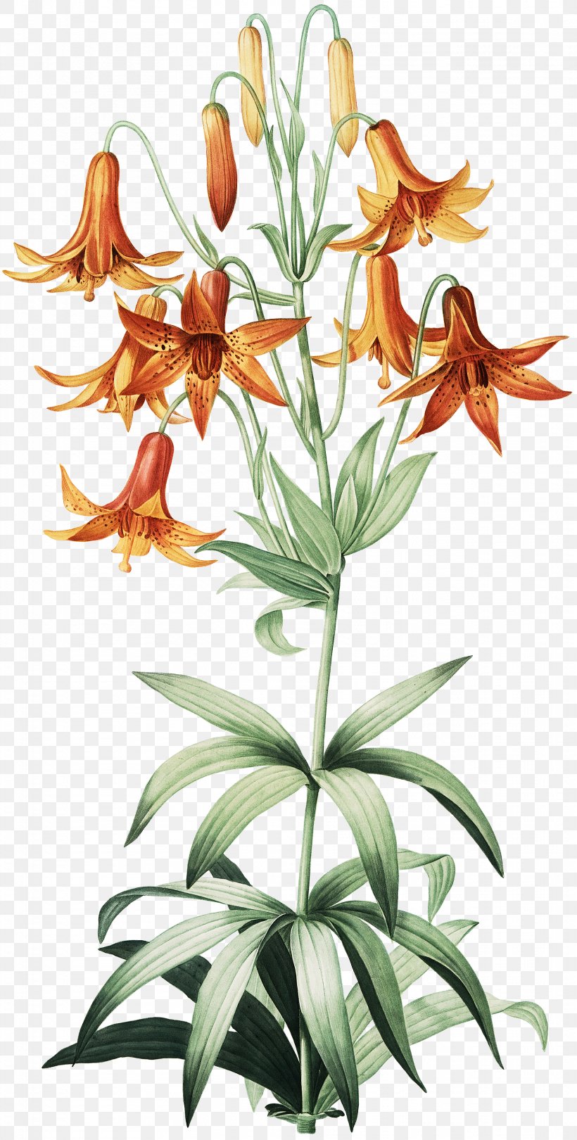 Canada Lily Martagon Lily Turk's-cap Lily Madonna Lily Botanical Illustration, PNG, 1822x3600px, Watercolor, Cartoon, Flower, Frame, Heart Download Free