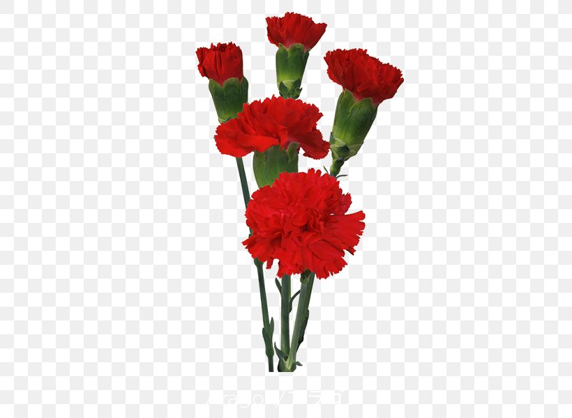 Carnation Cut Flowers Floristry Floral Design, PNG, 600x600px, Carnation, All Inseason, Annual Plant, Artificial Flower, Cut Flowers Download Free