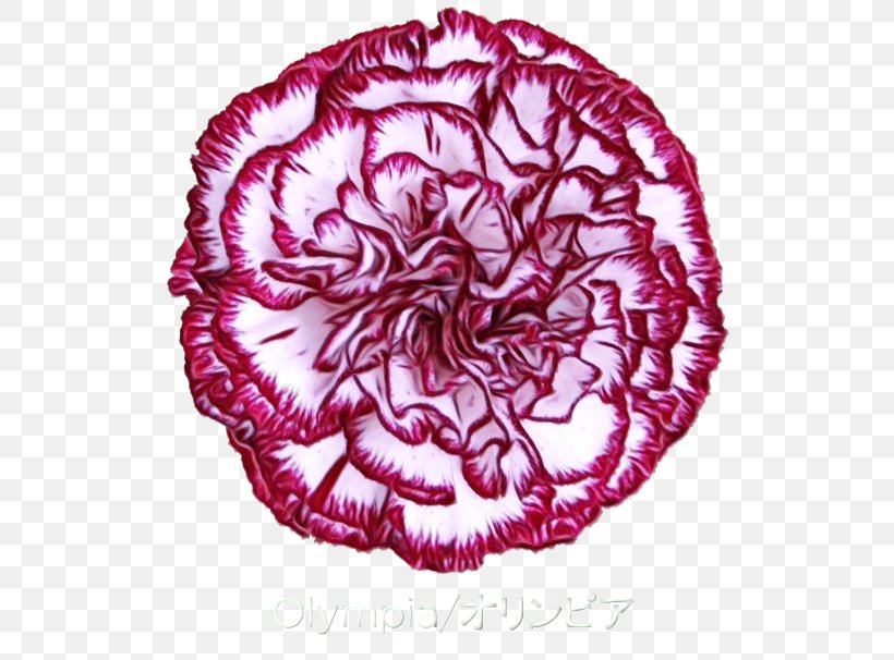 Carnation, Lily, Lily, Rose Flower Tableware, PNG, 600x606px, Carnation, Cabbage, Carnation Lily Lily Rose, Cut Flowers, Dinnerware Set Download Free