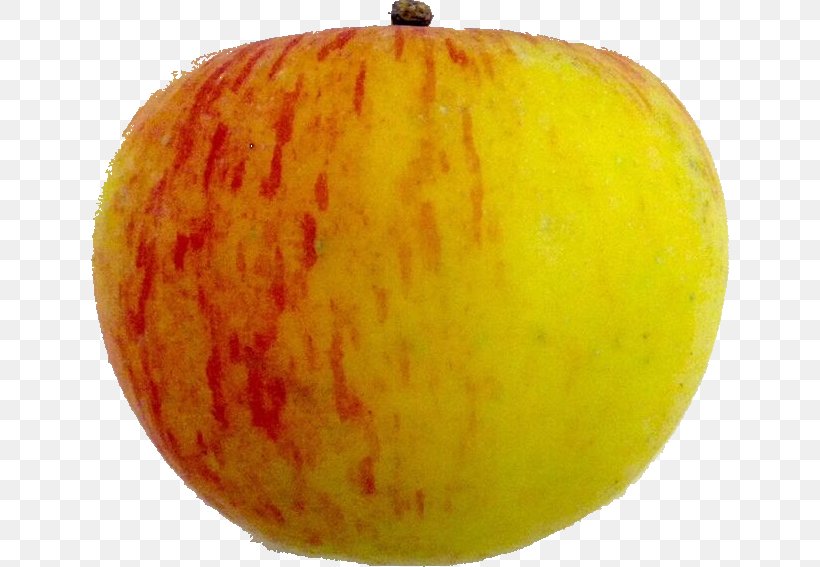 Cucurbita Fruit Food Pesticide Glyphosate, PNG, 638x567px, Cucurbita, Apple, Carcinogen, Cucumber Gourd And Melon Family, Endocrine Disruptor Download Free