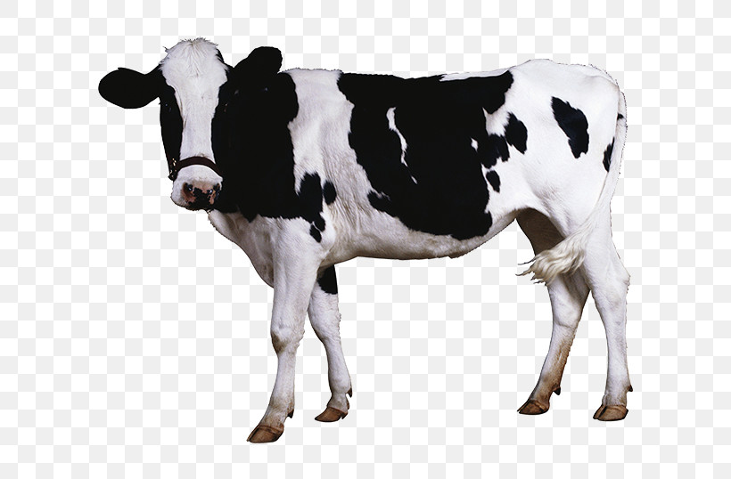 Dairy Cow Bovine Animal Figure Cow-goat Family Livestock, PNG, 600x538px, Dairy Cow, Animal Figure, Blackandwhite, Bovine, Bull Download Free