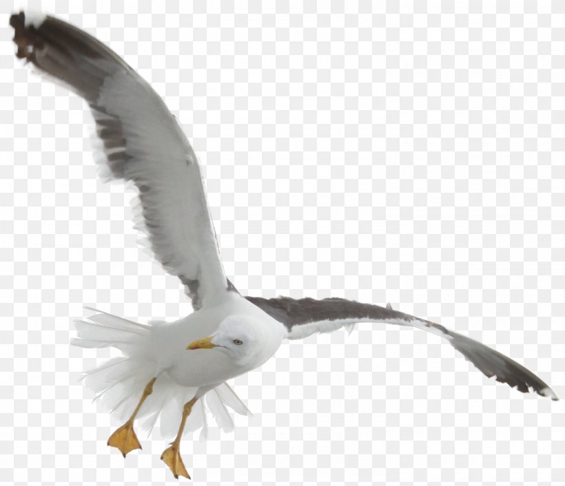 Seabird Gulls Flight Goose, PNG, 1500x1292px, Bird, Accipitriformes, Beak, Bird Flight, Bird Of Prey Download Free