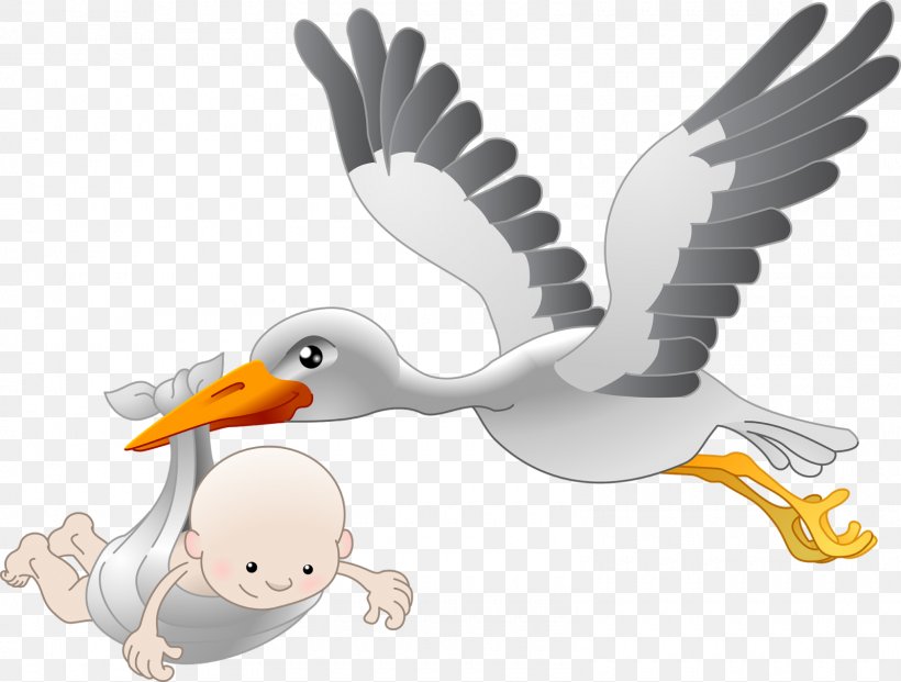 White Stork Bird Infant, PNG, 1600x1213px, White Stork, Beak, Bird, Bird Of Prey, Childbirth Download Free