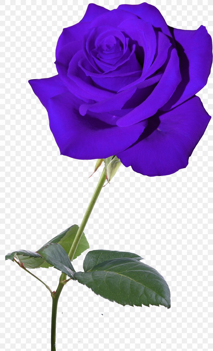Blue Rose Garden Roses Flower Centifolia Roses, PNG, 1984x3266px, Blue, Blue Rose, Centifolia Roses, Color, Cut Flowers Download Free