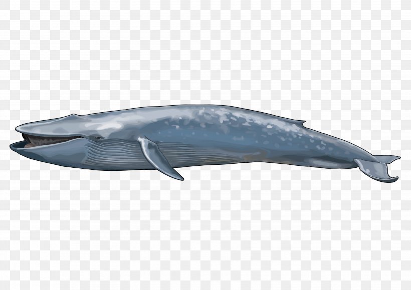 Blue Whale Balaenidae Maine Coon Marine Mammal, PNG, 3508x2480px, Whale, Animal, Balaenidae, Baleen Whale, Blue Whale Download Free