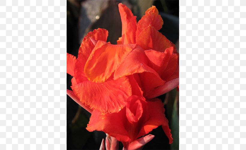 Flower Garden Edible Canna Plant Gladiolus, PNG, 500x500px, Garden, Begonia, Bulb, Canna, Canna Family Download Free