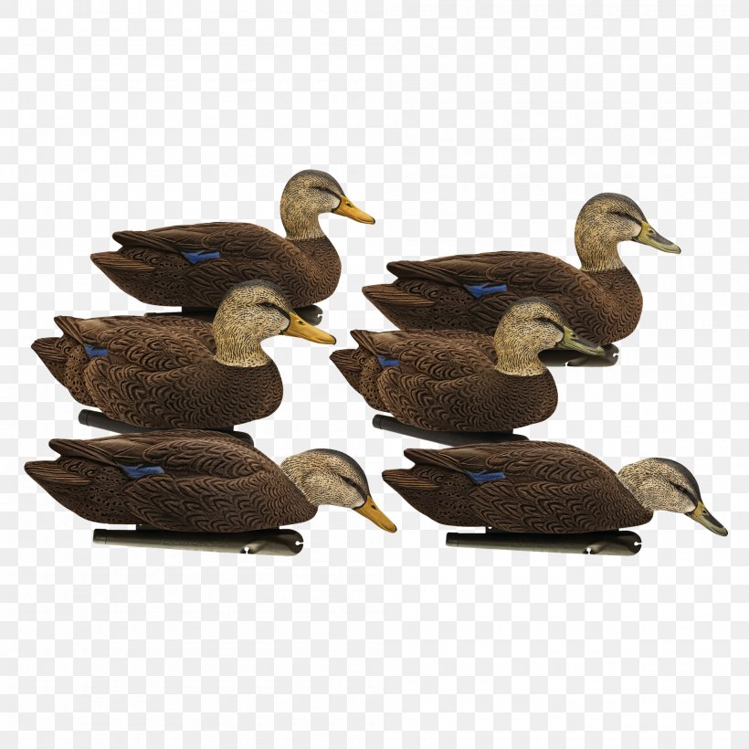 Mallard Duck Decoy Beak Floater, PNG, 2000x2000px, Mallard, Beak, Bird, Decoy, Duck Download Free