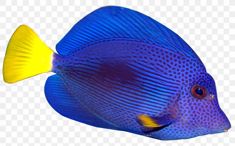 Marine Angelfishes Tropical Fish Clip Art, PNG, 949x591px, Angelfish, Aquarium, Blue, Cap, Cobalt Blue Download Free