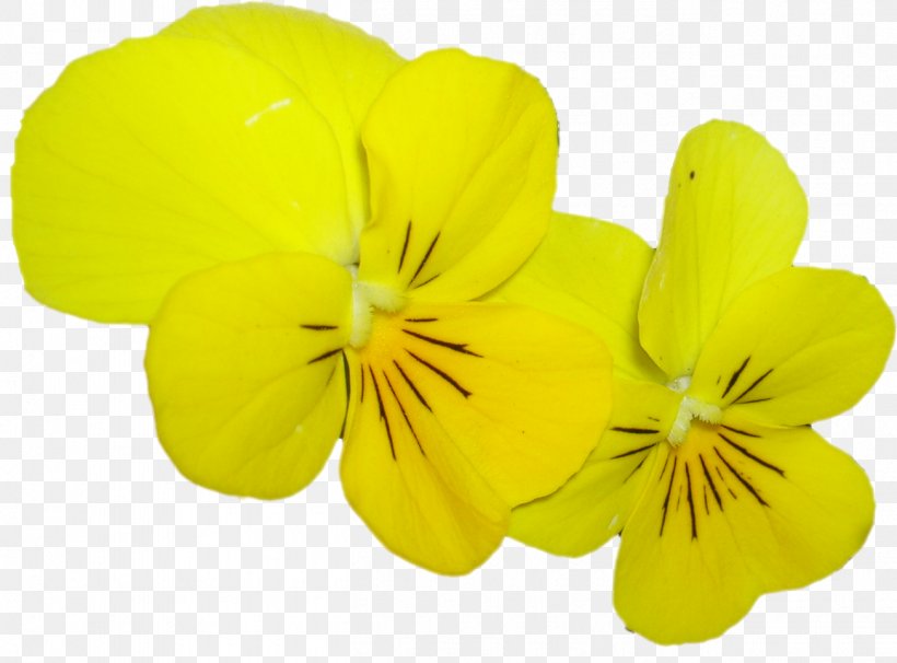 Pansy Herbaceous Plant, PNG, 1304x964px, Pansy, Flower, Flowering Plant, Herbaceous Plant, Petal Download Free