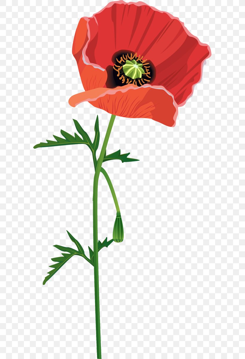 Common Poppy Red Flower, PNG, 597x1200px, Poppy, California Poppy, Color, Common Poppy, Coquelicot Download Free