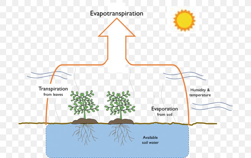 Evaporation And Evapotranspiration: Measurements And Estimations Water, PNG, 700x517px, Evapotranspiration, Area, Crop, Diagram, Evaporation Download Free