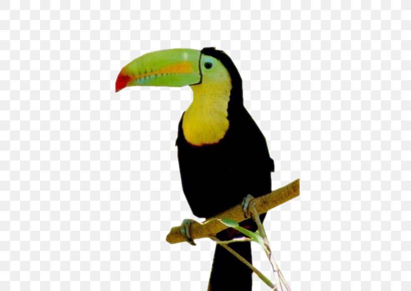 Keel-billed Toucan Bird Channel-billed Toucan Beak Reptile, PNG, 500x580px, Keelbilled Toucan, Beak, Bird, Bird Nest, Canopy Download Free