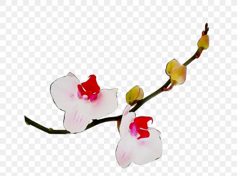 Moth Orchids Cut Flowers Bud Plant Stem, PNG, 1447x1080px, Moth Orchids, Blossom, Botany, Branch, Bud Download Free