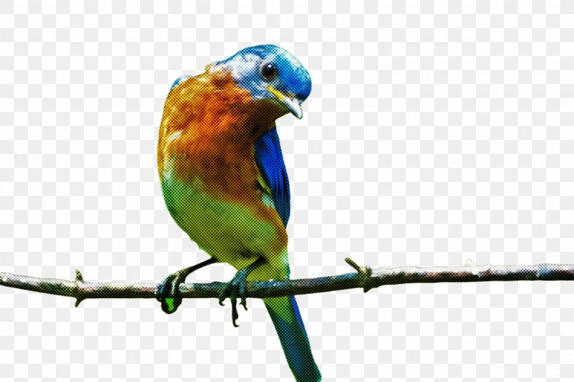 Bird Beak Parrot Parakeet Budgie, PNG, 2448x1632px, Bird, Beak, Bluebird, Branch, Budgie Download Free