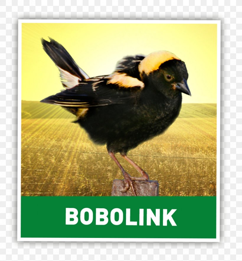 Bobolink Bird Earth Rangers Eastern Screech Owl, PNG, 851x916px, Bobolink, Advertising, Beak, Bird, Blog Download Free