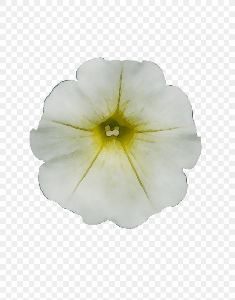 Petunia Surfinia White Yellow Light, PNG, 1018x1299px, Petunia, Blue, Color, Dreamstime, Evening Primrose Download Free